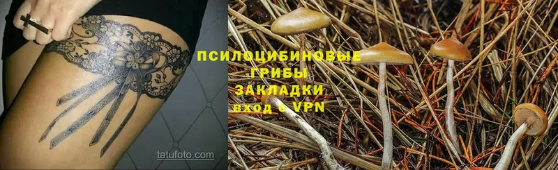 Псилоцибиновые грибы Psilocybine cubensis  darknet состав  Старая Русса  как найти наркотики  ОМГ ОМГ ССЫЛКА 